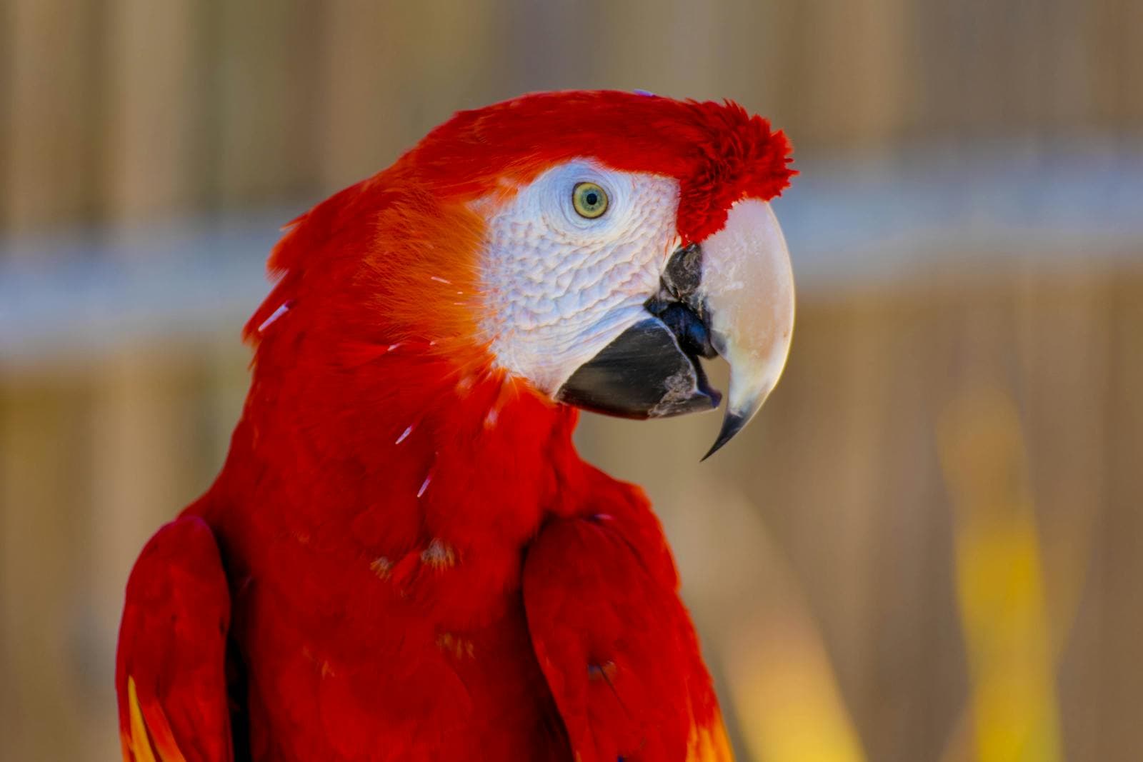 ARARA
