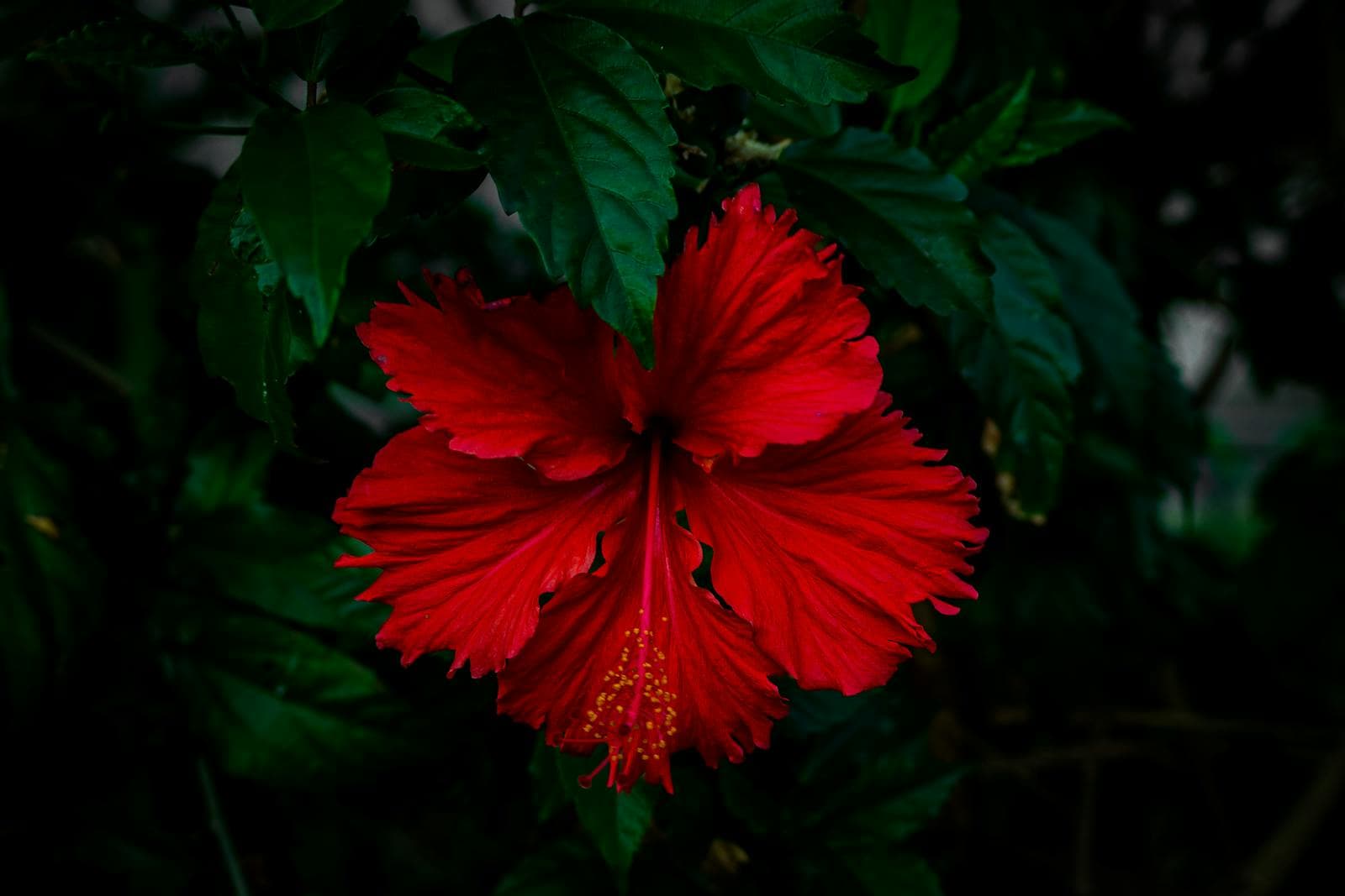 HIBISCO