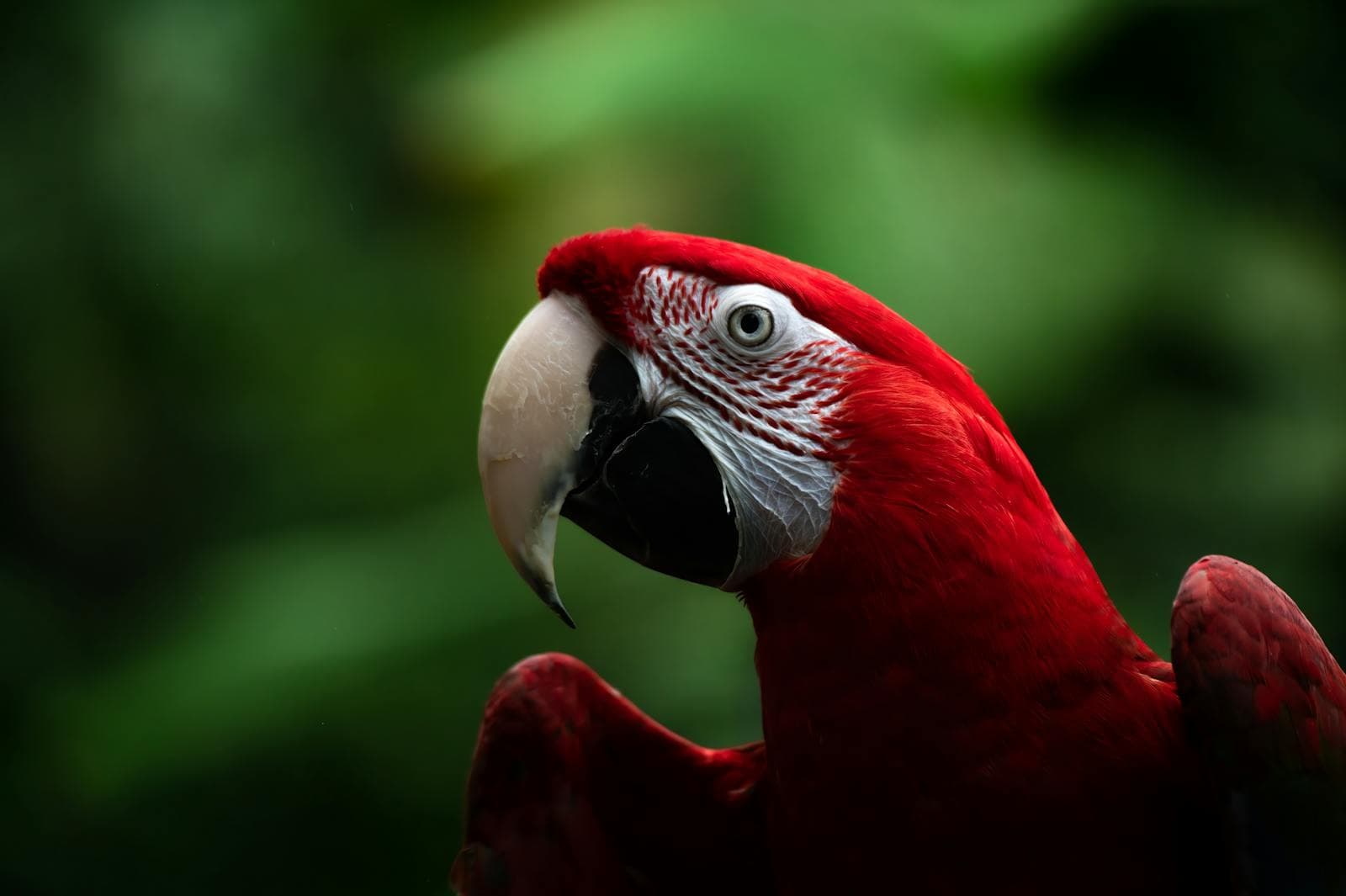 TUCANO